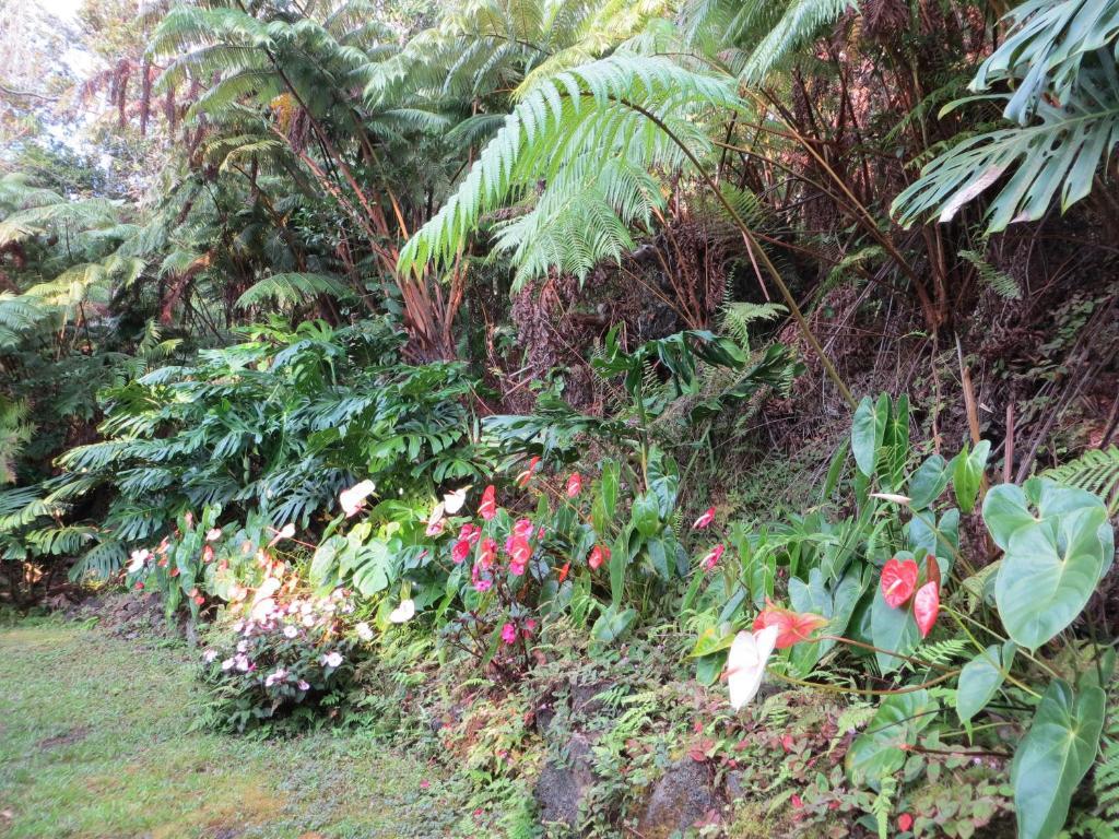 Carson'S Kaloko Mountain Cabin Kailua-Kona Exterior photo